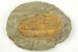 Cambrian Trilobite (Hamatolenus) - Tinjdad, Morocco #209136-1